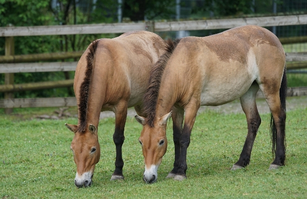 Grass meadow wildlife herd Photo