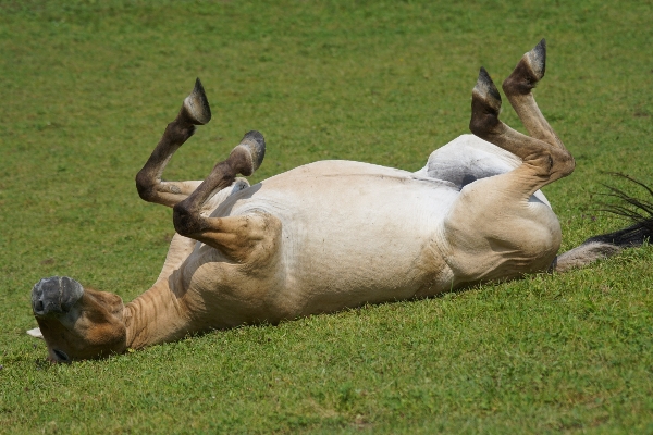 Grass wildlife horn pasture Photo