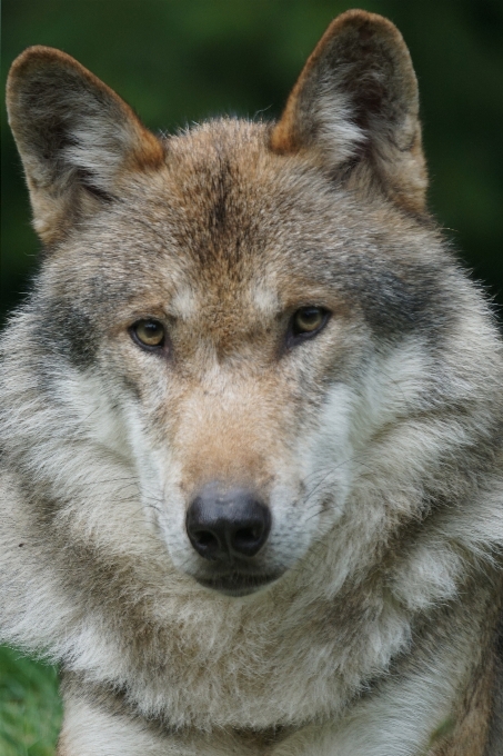 Wildlife portrait mammal wolf