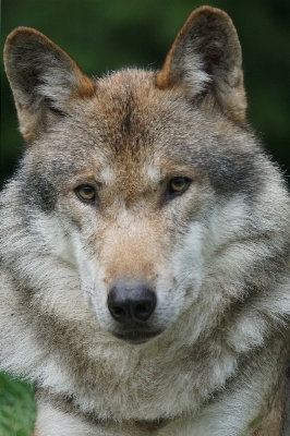 Foto Animais selvagens retrato mamífero lobo