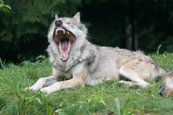 Foto Anjing mamalia serigala predator