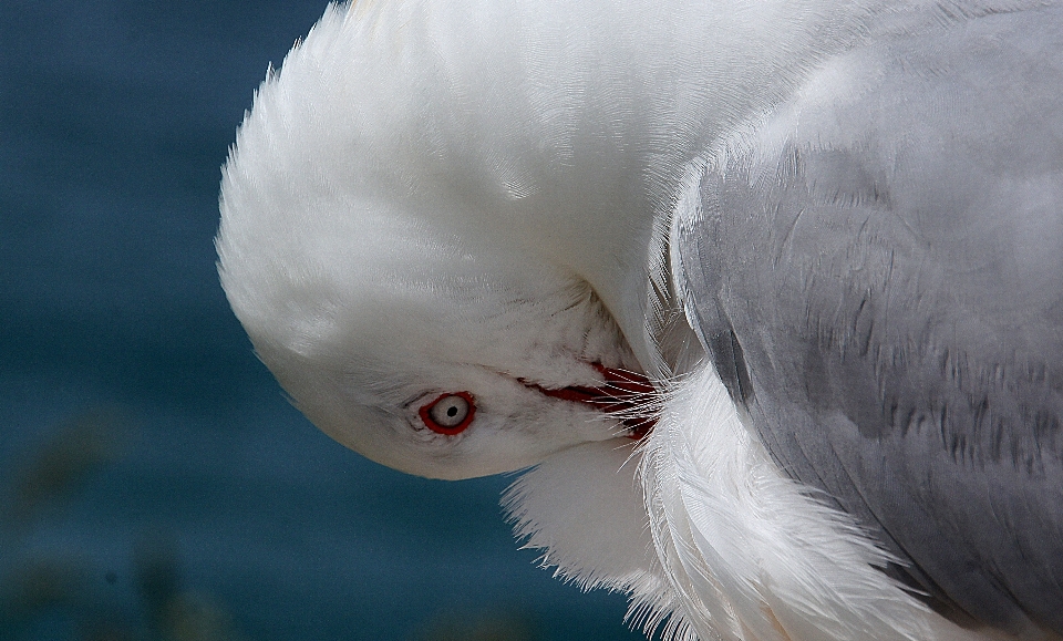 鳥 羽 白 海鳥
