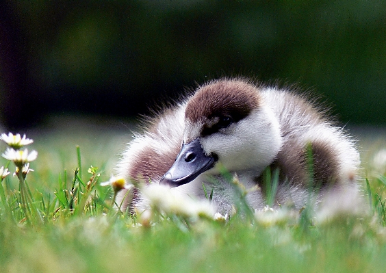 Foto Alam rumput burung imut-imut