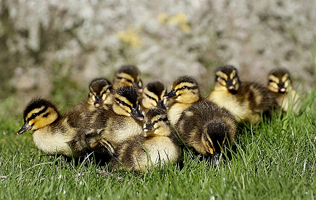 自然 鳥 かわいい 野生動物 写真