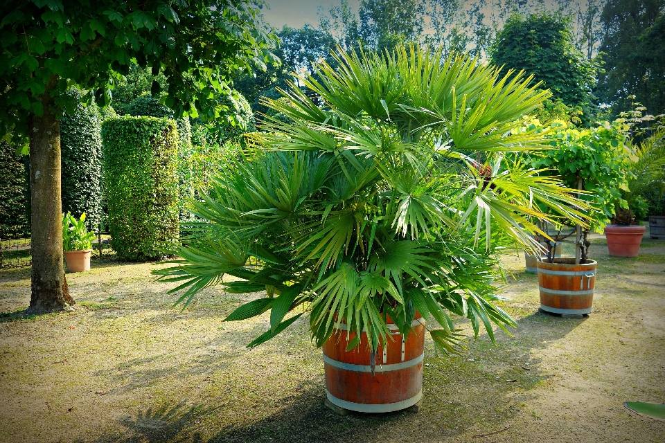 树 植物 草地 花