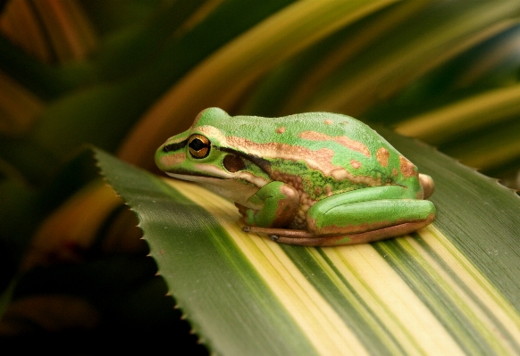 Natur grün frosch amphibie Foto