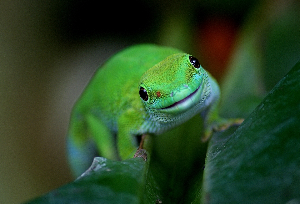 Natur tierwelt grün schnabel