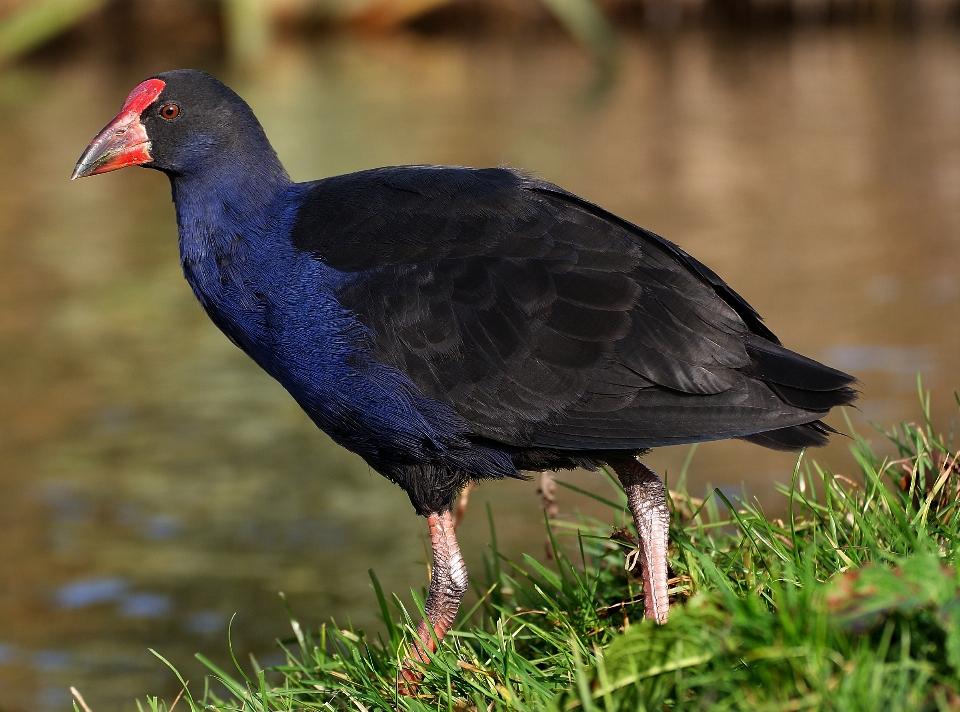 Nature oiseau aile faune