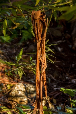 Foto Albero natura foresta ramo