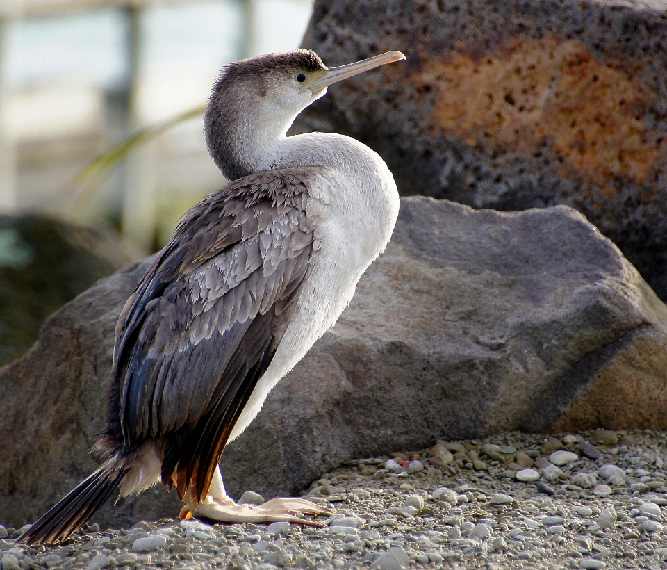 Pájaro ave marina
 fauna silvestre zoo