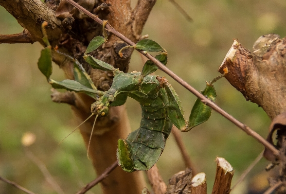 Tree branch plant leaf Photo