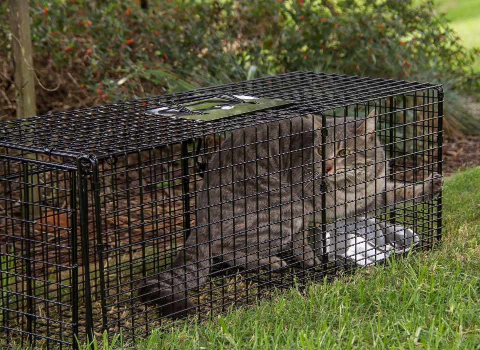 Gras zaun wild katze