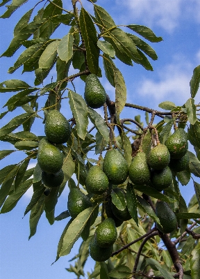 木 ブランチ 植物 空 写真