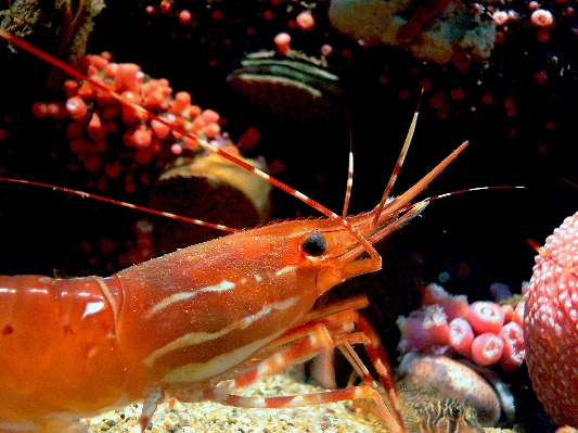 Foto Cibo biologia autunno frutti di mare