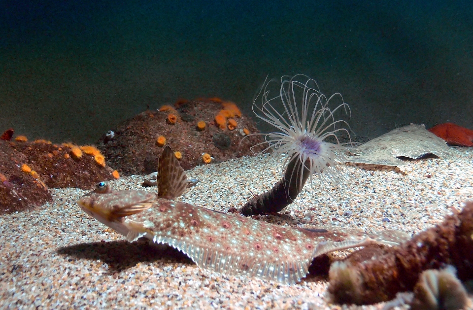 Sous-marin la biologie méduse poisson