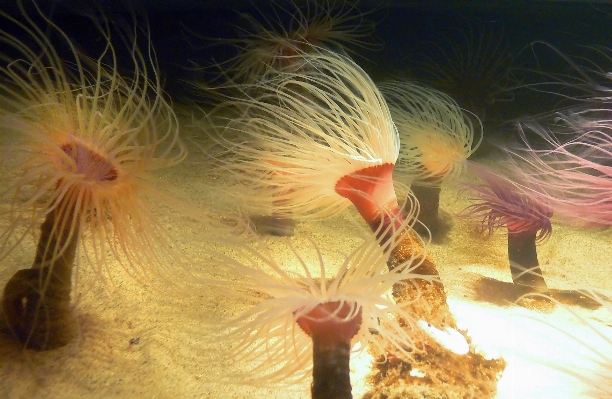 Nature flower underwater biology Photo