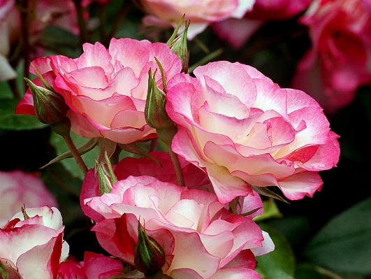 Blossom plant flower petal Photo