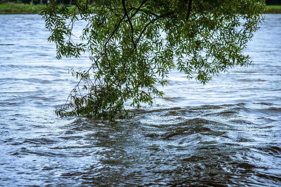 дерево вода природа болото
