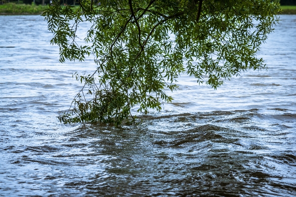 Tree water nature marsh Photo