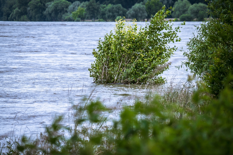 Tree water nature grass