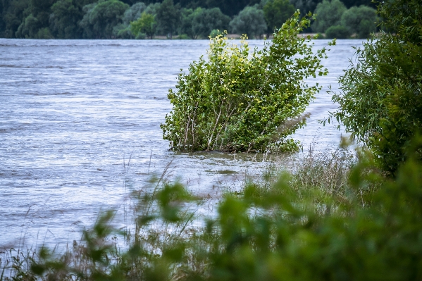 Tree water nature grass Photo