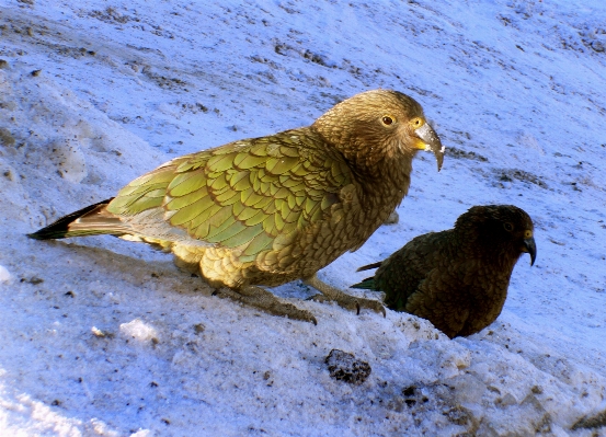 Photo Neige oiseau aile faune