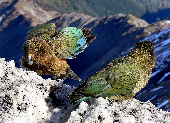 Foto Alam salju burung sayap