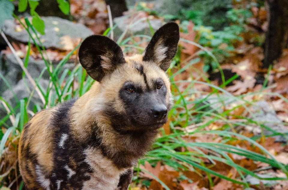 Campo caer perro animal