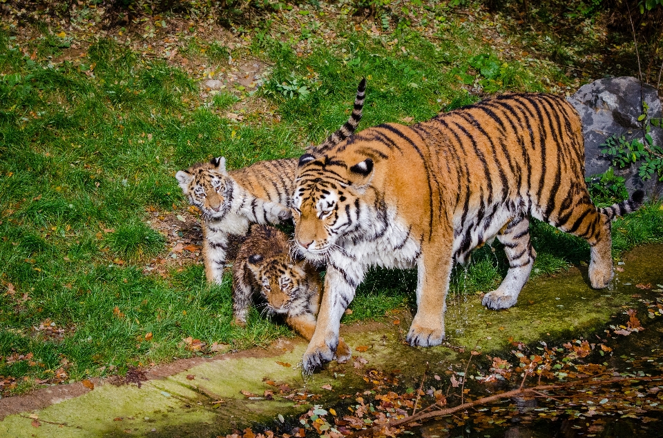 自然 白 動物 野生動物