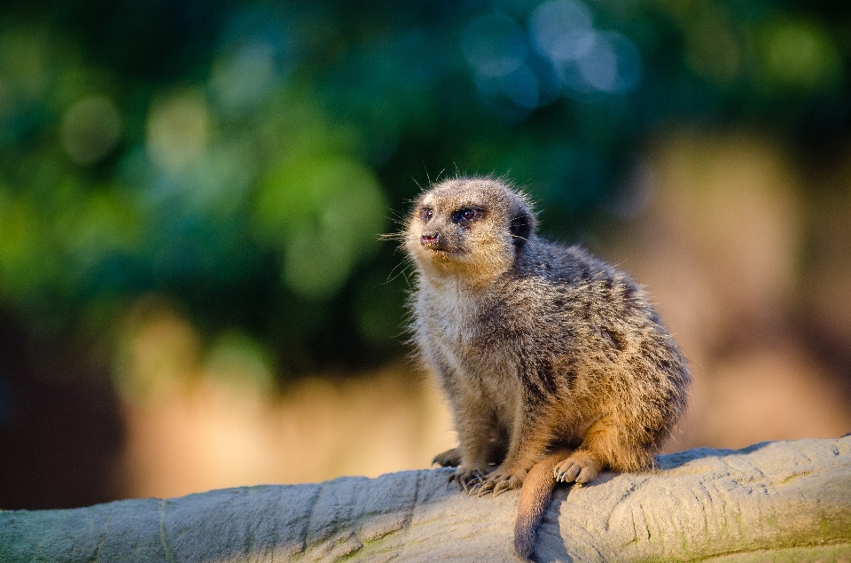 Nature bokeh
 animal mignon