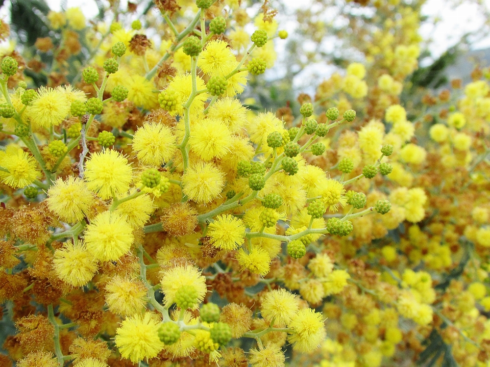 树 自然 开花 植物