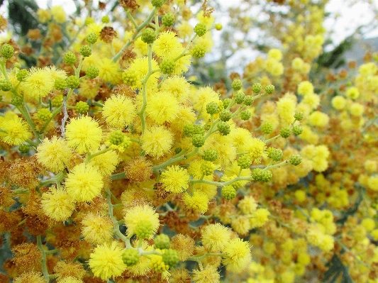 Tree nature blossom plant Photo