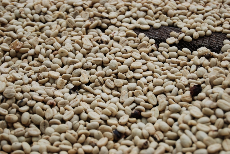 コーヒー 植物 食べ物 生産