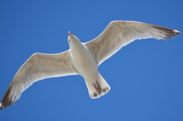 Nature bird wing air Photo