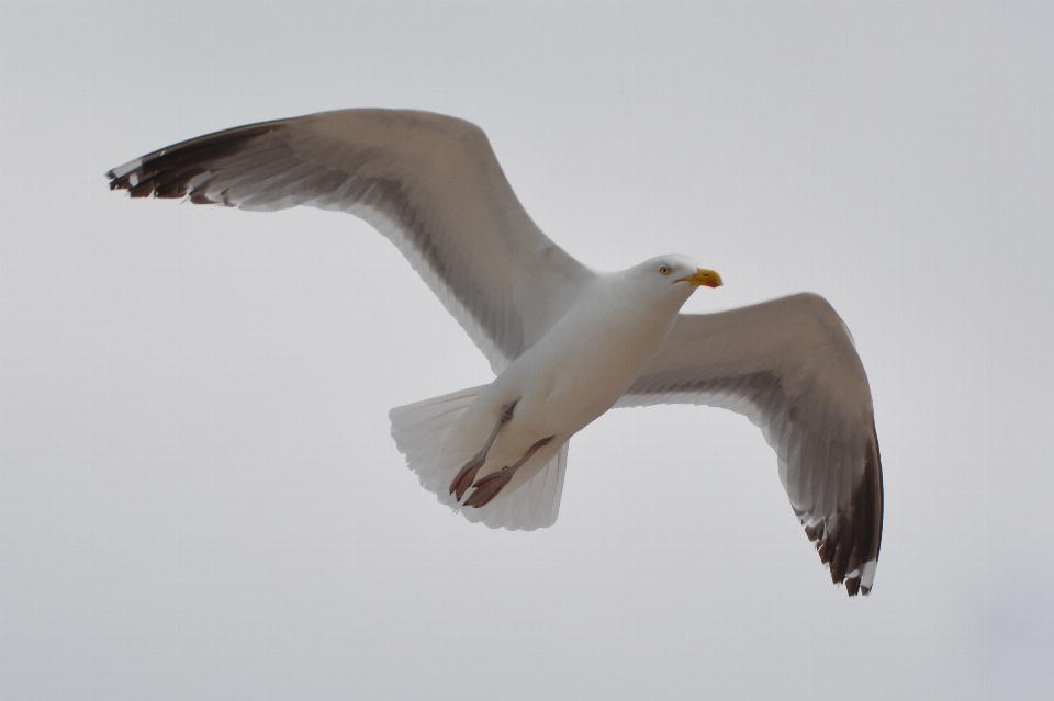 Nature bird wing animal