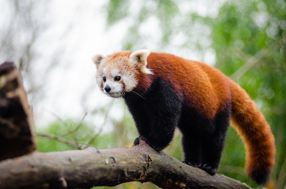 Drzewo natura zimno zima