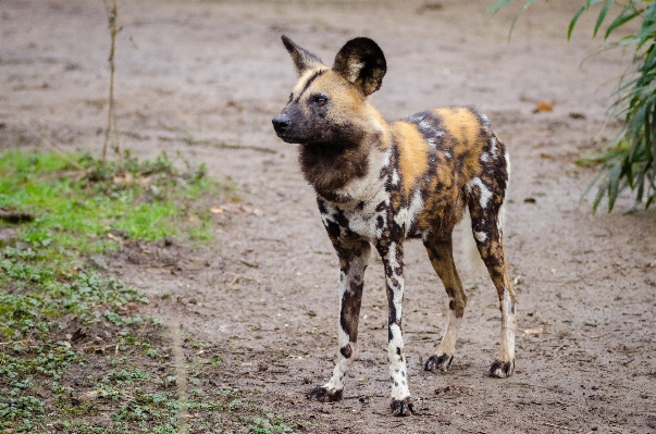 Fall dog animal canine Photo