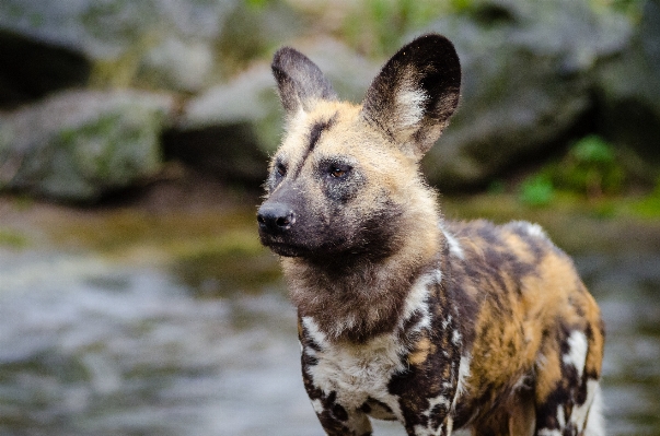 Fall dog animal canine Photo