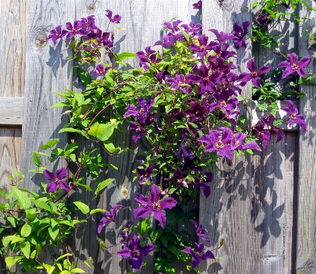 Nature fence plant flower Photo