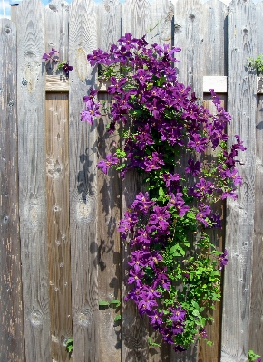 Nature fence plant flower Photo