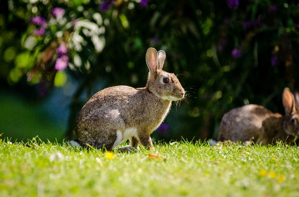 Nature grass flower animal Photo