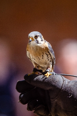 Vogel flügel bokeh
 tier Foto