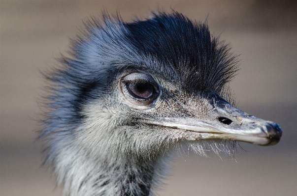 鳥 野生動物 嘴 ダチョウ 写真