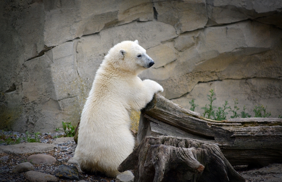 Blanco lindo oso fauna silvestre