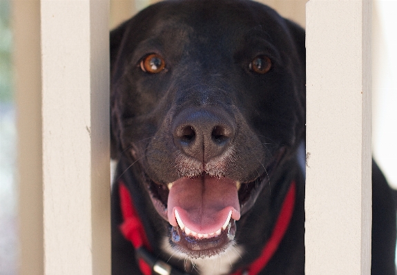 Foto Cachorro perro mamífero negro