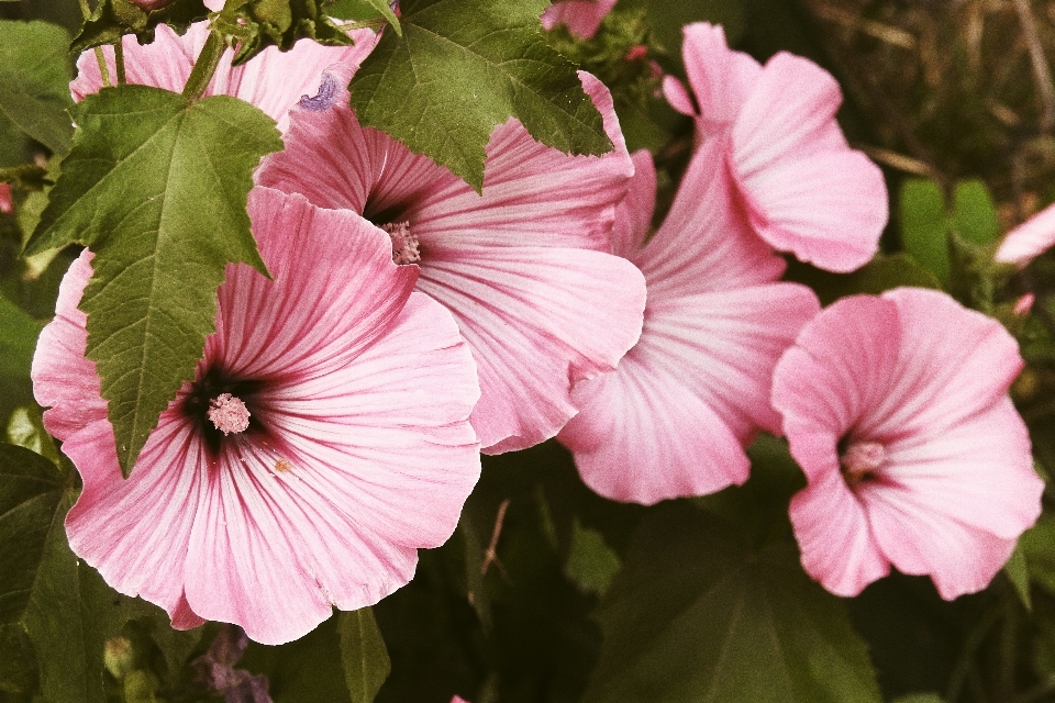 Blossom plant flower petal