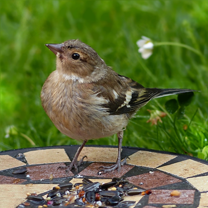 Uccello animali selvatici becco robin