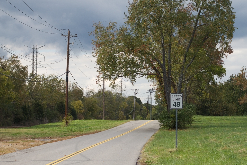 Tree road highway suburb