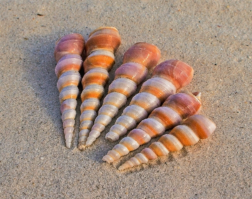 Natur essen produzieren korn
 Foto