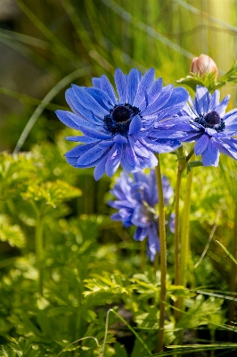 自然 草 植物 分野 写真